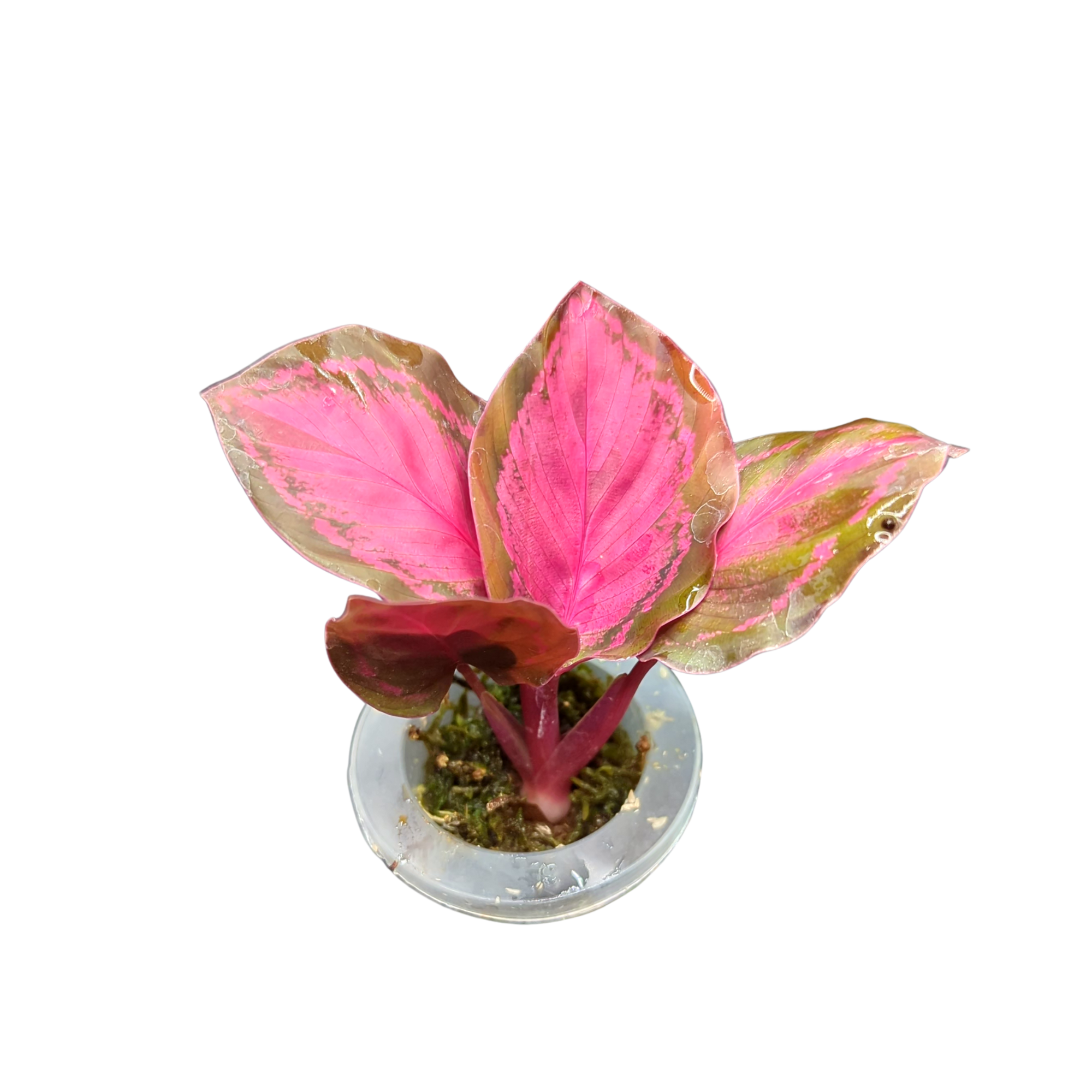 Baby Calathea / Goeppertia roseopicta 'Crimson' + selbstbewässernder Übertopf